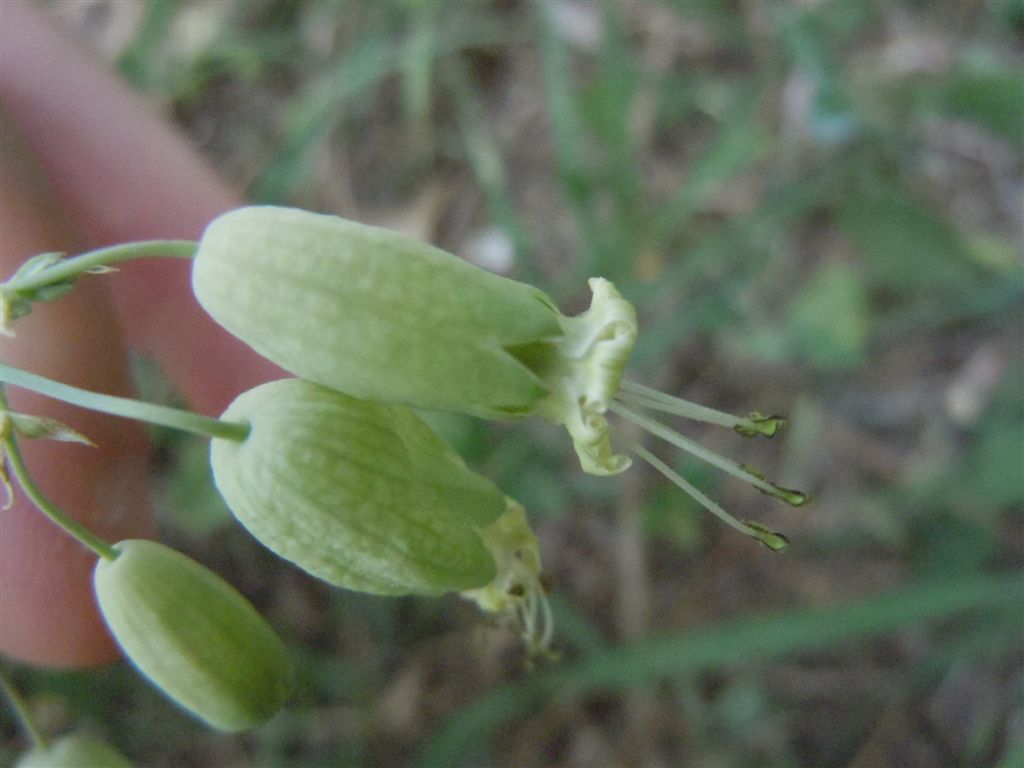 Silene vulgaris